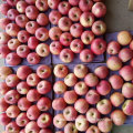 Top Quality of Fresh Red Qinguan Apple